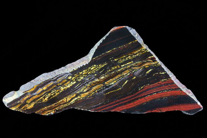 Polished Tiger Iron Stromatolite - ( Billion Years) #75844